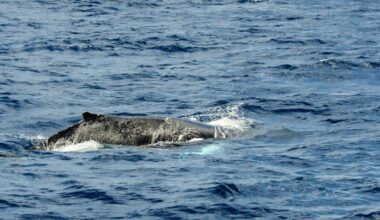 Rare Dolphin Sighting Off The Australian Shore, Here’s What Scientists Discovered