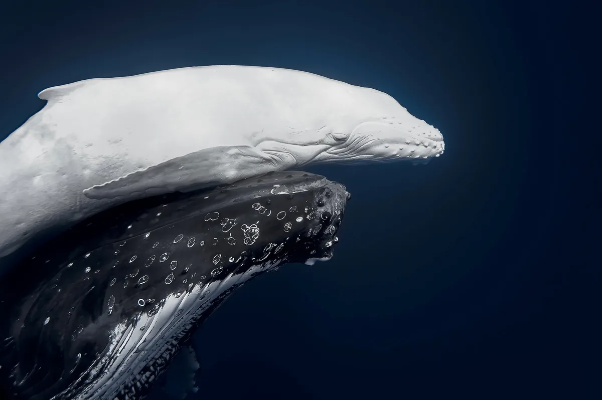 Rare white humpback whale