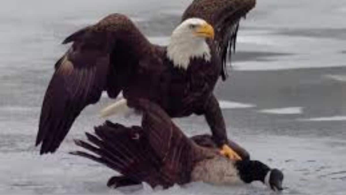 Digital diplomacy or sporting banter? After US hockey win, White House posts eagle towering over Canadian goose – Firstpost