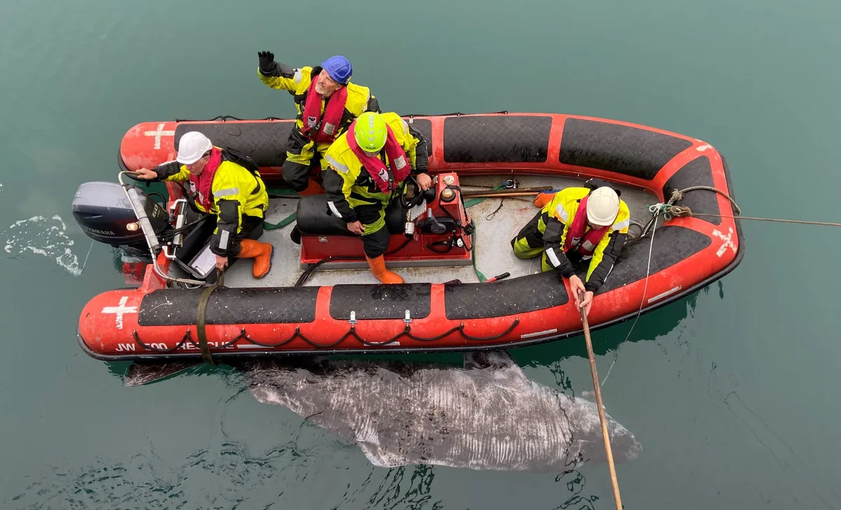 Researchers with Greenland shark