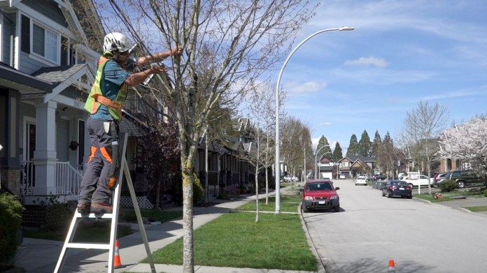 SURREY Arborist-tree-pruning