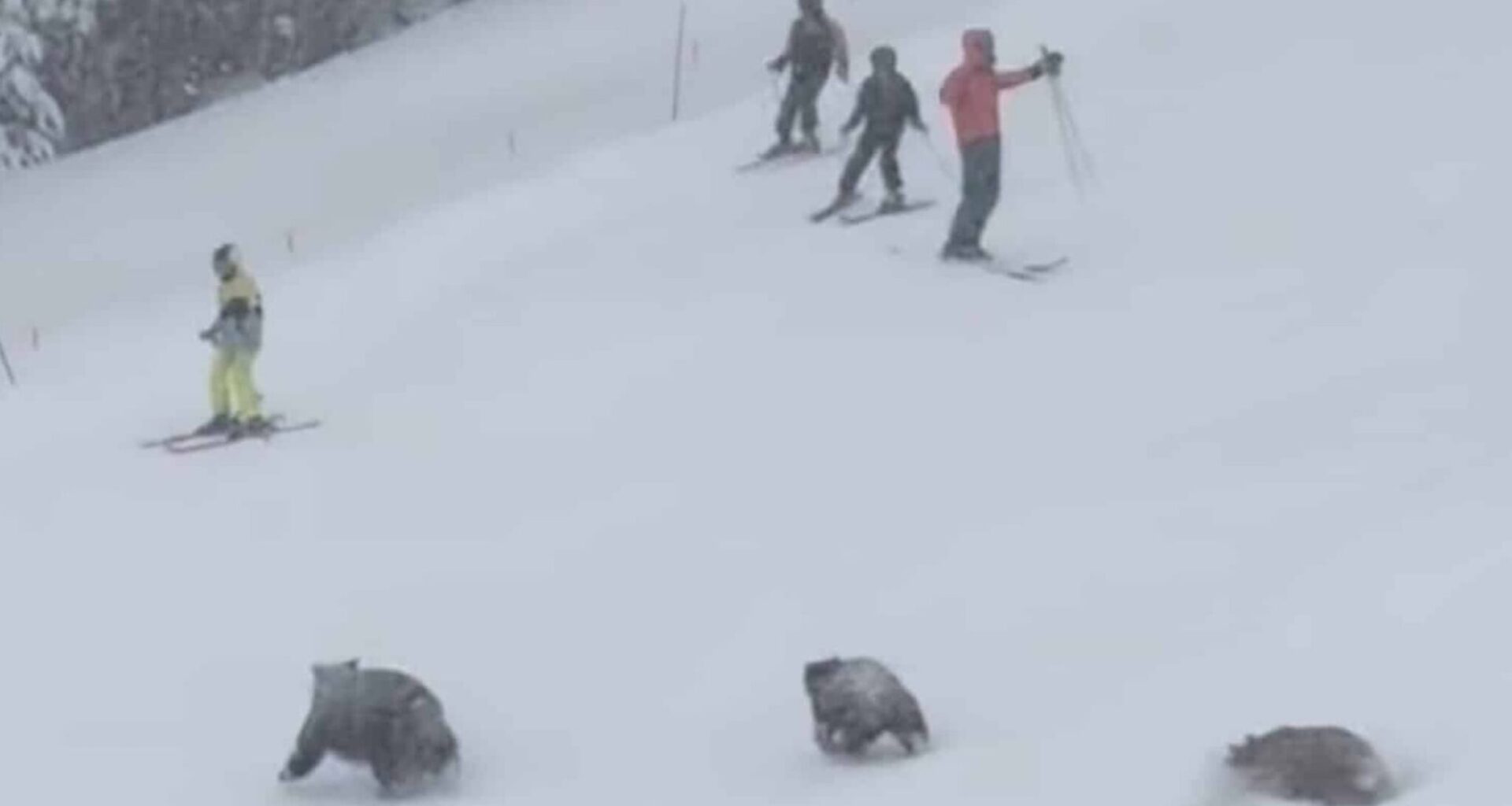 Mama Bear & Cubs Charge Across Busy Trail At Major California Ski Resort