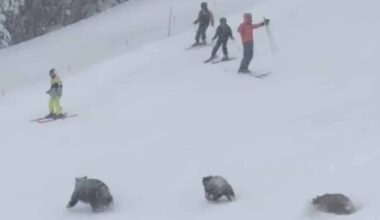 Mama Bear & Cubs Charge Across Busy Trail At Major California Ski Resort