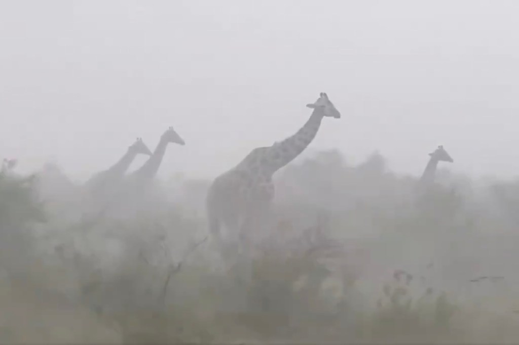 Four giraffes walking through a dust storm.