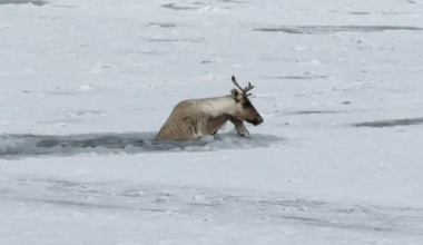 WATCH: Dramatic caribou ice rescue unfolds in scenic Canadian village