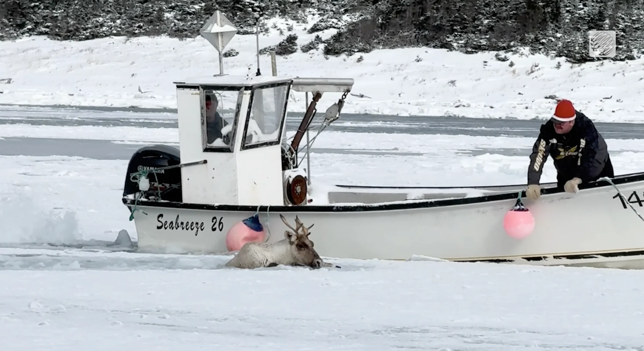 Provided - Brendon Gould: Caribou ice rescue, Newfoundland 3