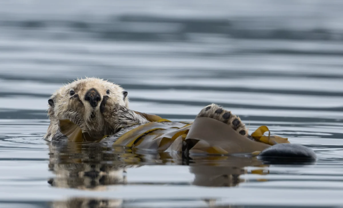 Announcing the winners of the 2025 Canadian Photos of the Year competition