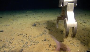 Sea pig ROV arm