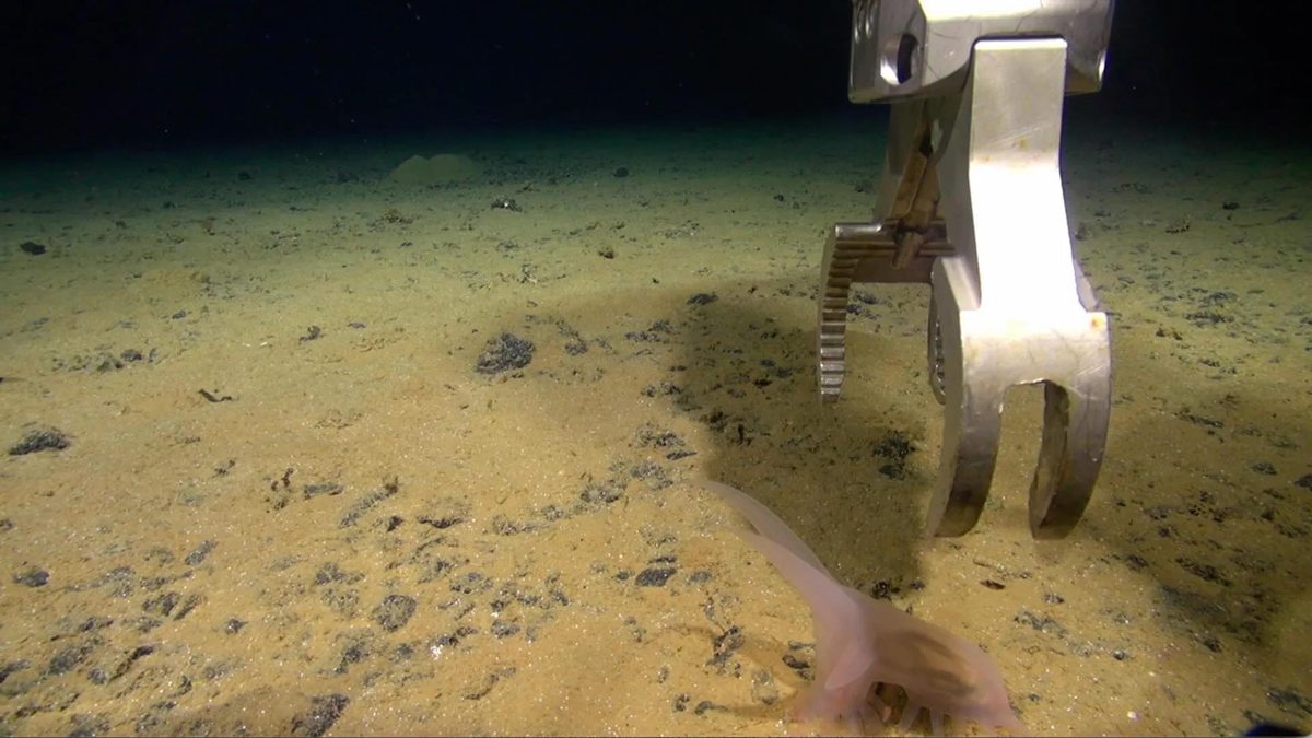 Sea pig ROV arm