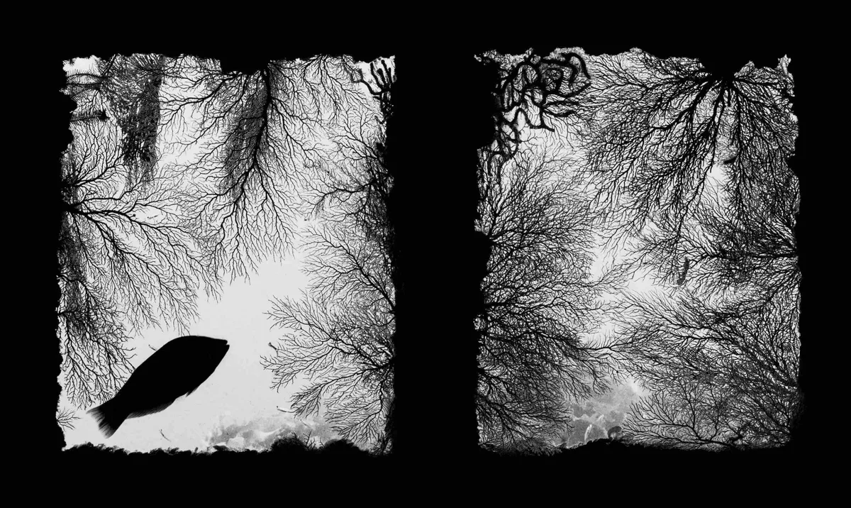 Coral Window by Shunsuke Nakano