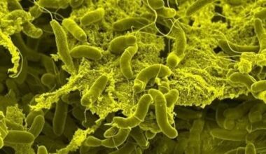 Expanded vaccine supply allows resumption of cholera prevention campaigns