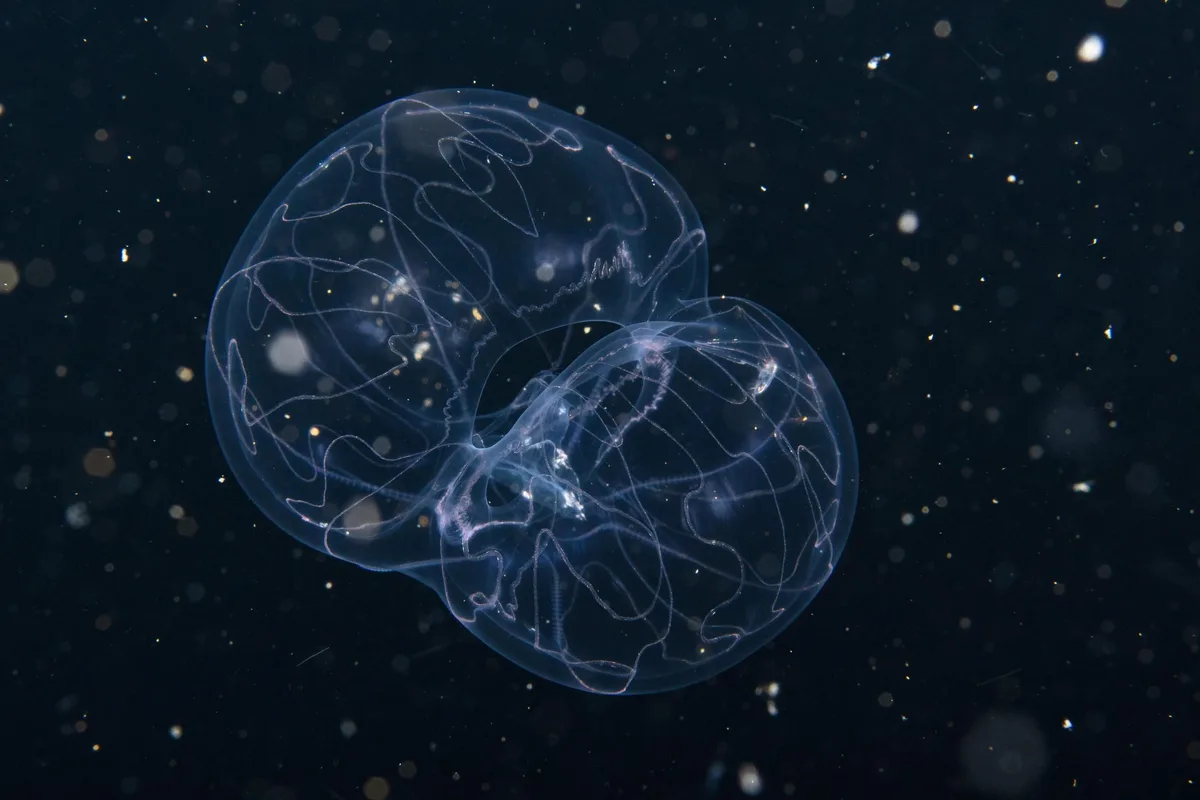 Thalassocalyce inconstans