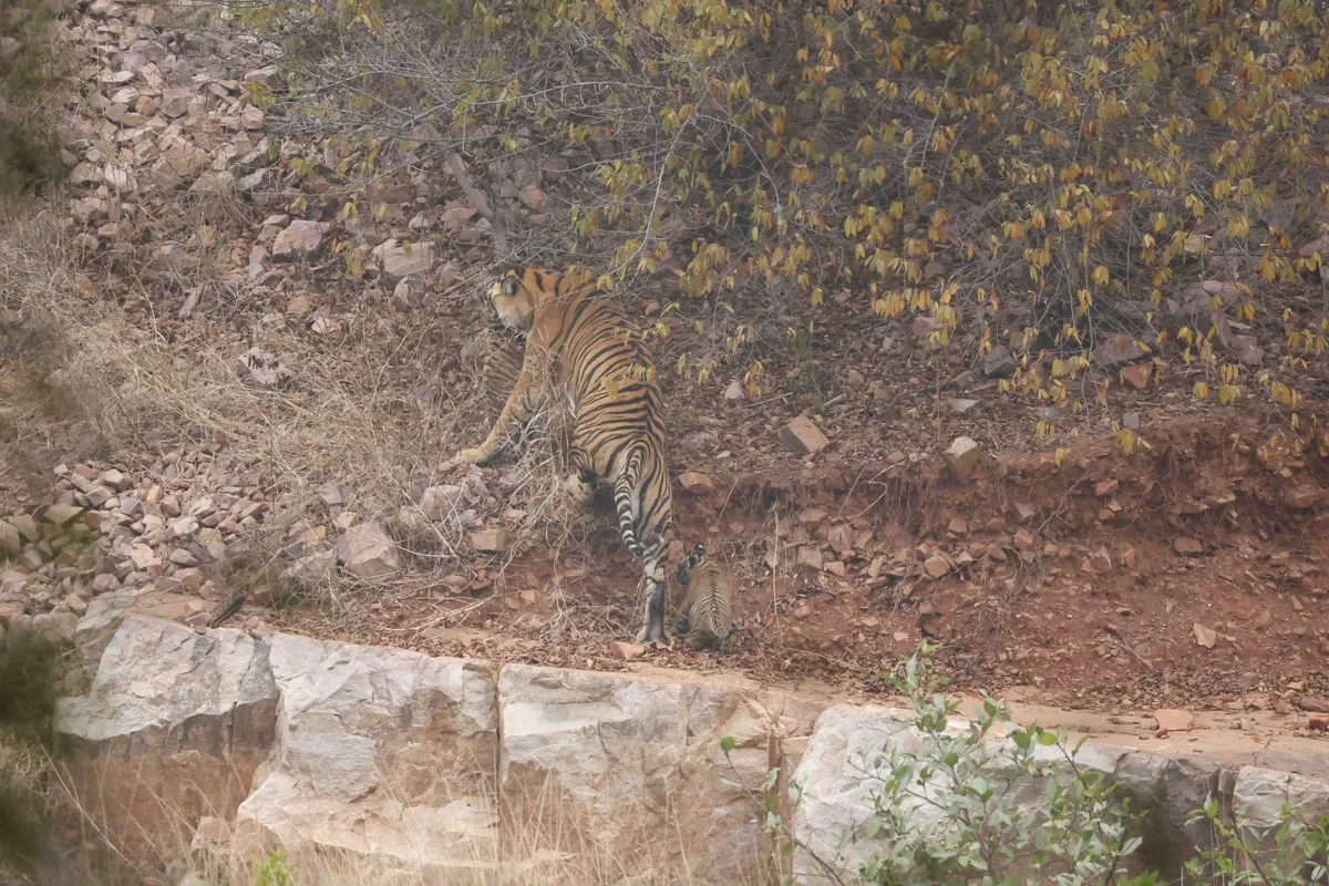 Tiger cubs in Ranthambore