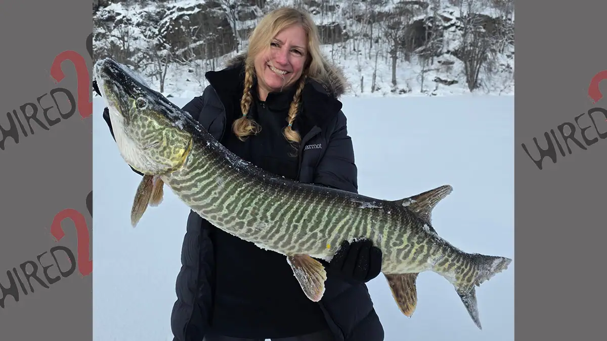 Tiger muskie fishing