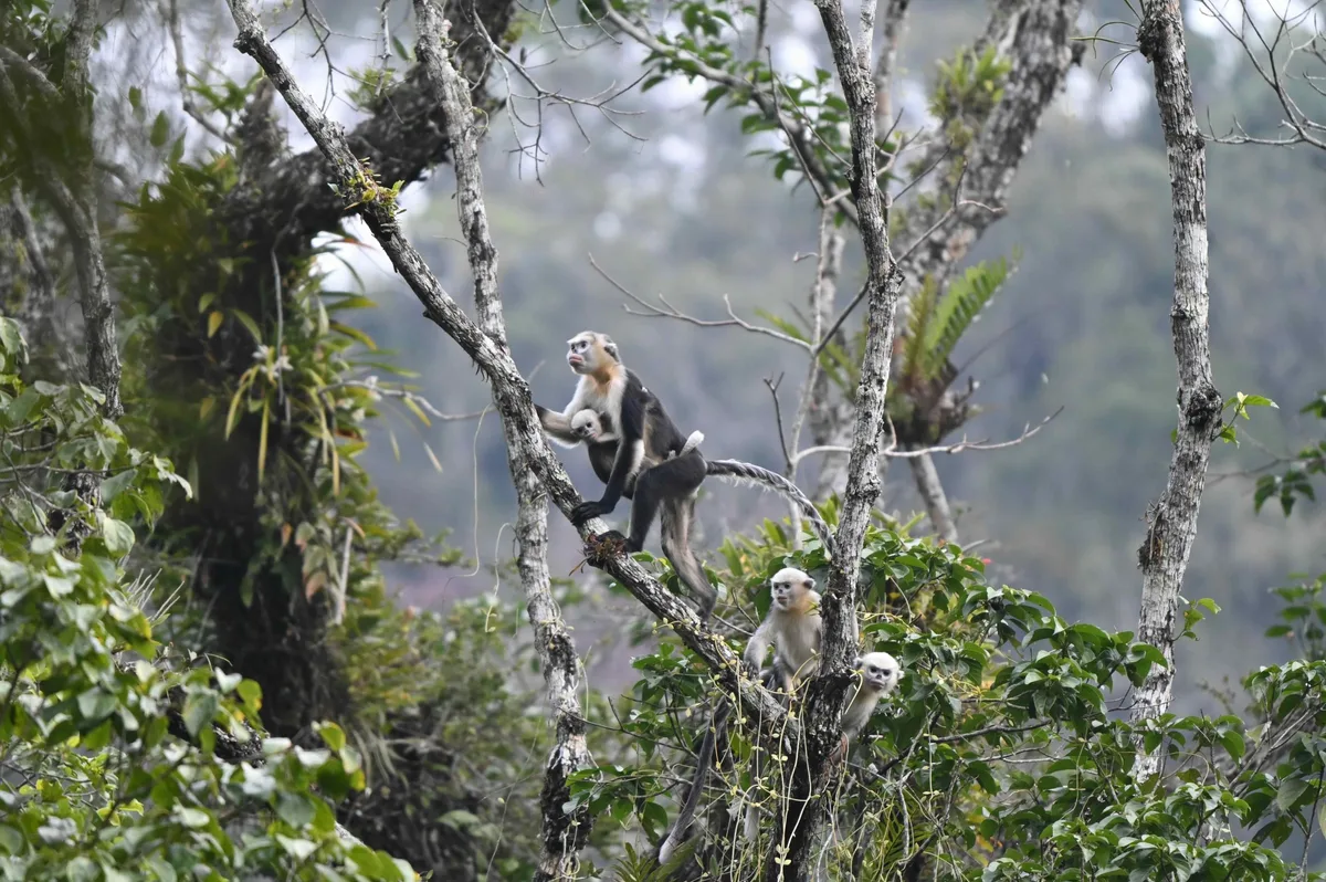 Tonkin snub-nosed monkey