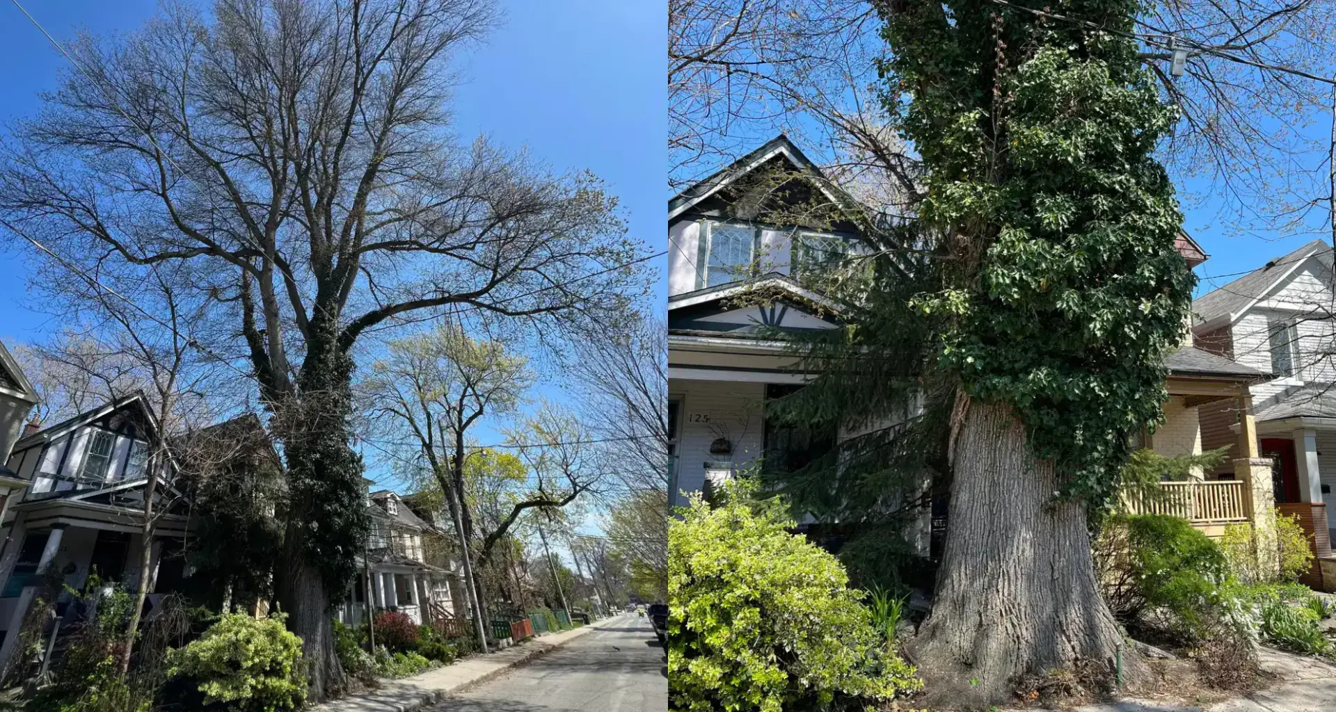 Should Toronto have stricter rules to protect trees? Here’s what advocates say