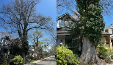 Should Toronto have stricter rules to protect trees? Here’s what advocates say
