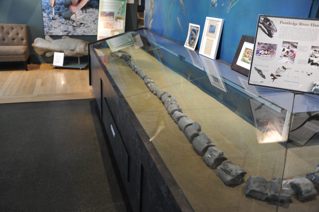 A display case with neck vertebrae fossils lined up in it the way they would be in a dinosaur with a long neck.