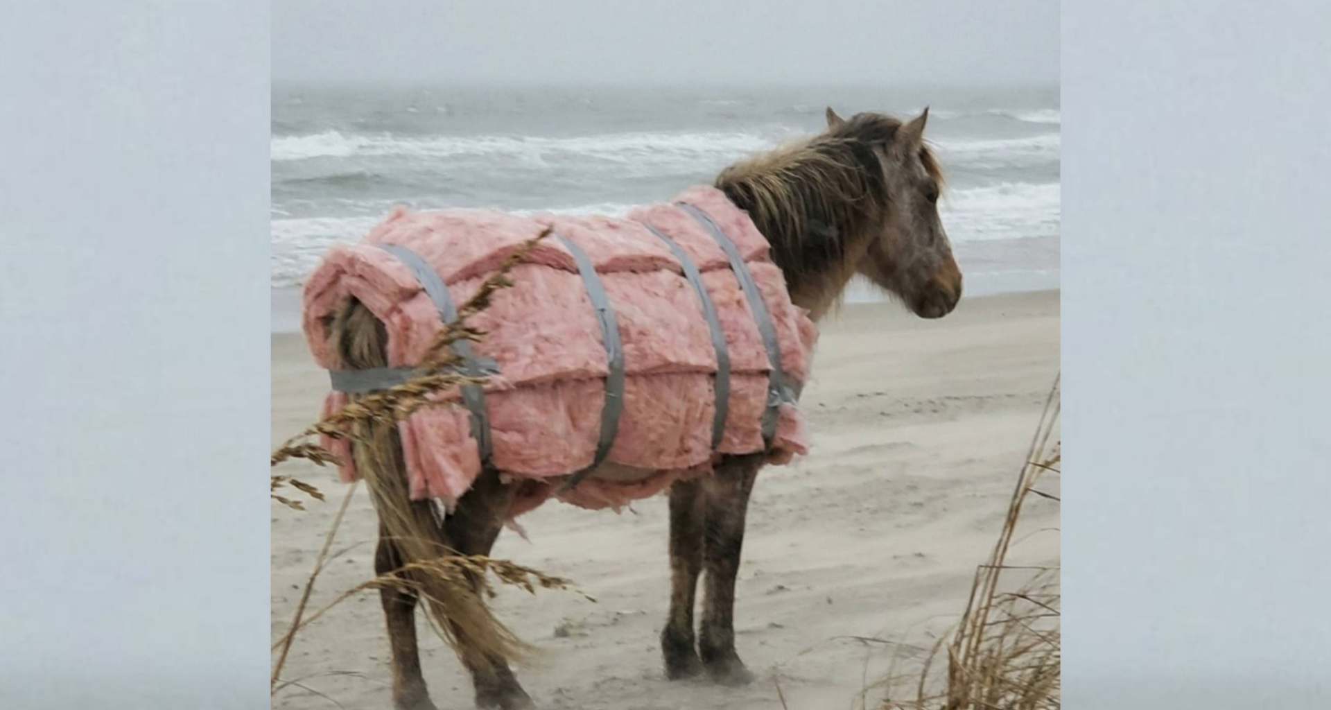 Viral storm photos of ‘insulated’ wild horses AI-generated