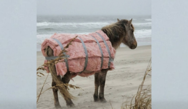 Viral storm photos of ‘insulated’ wild horses AI-generated