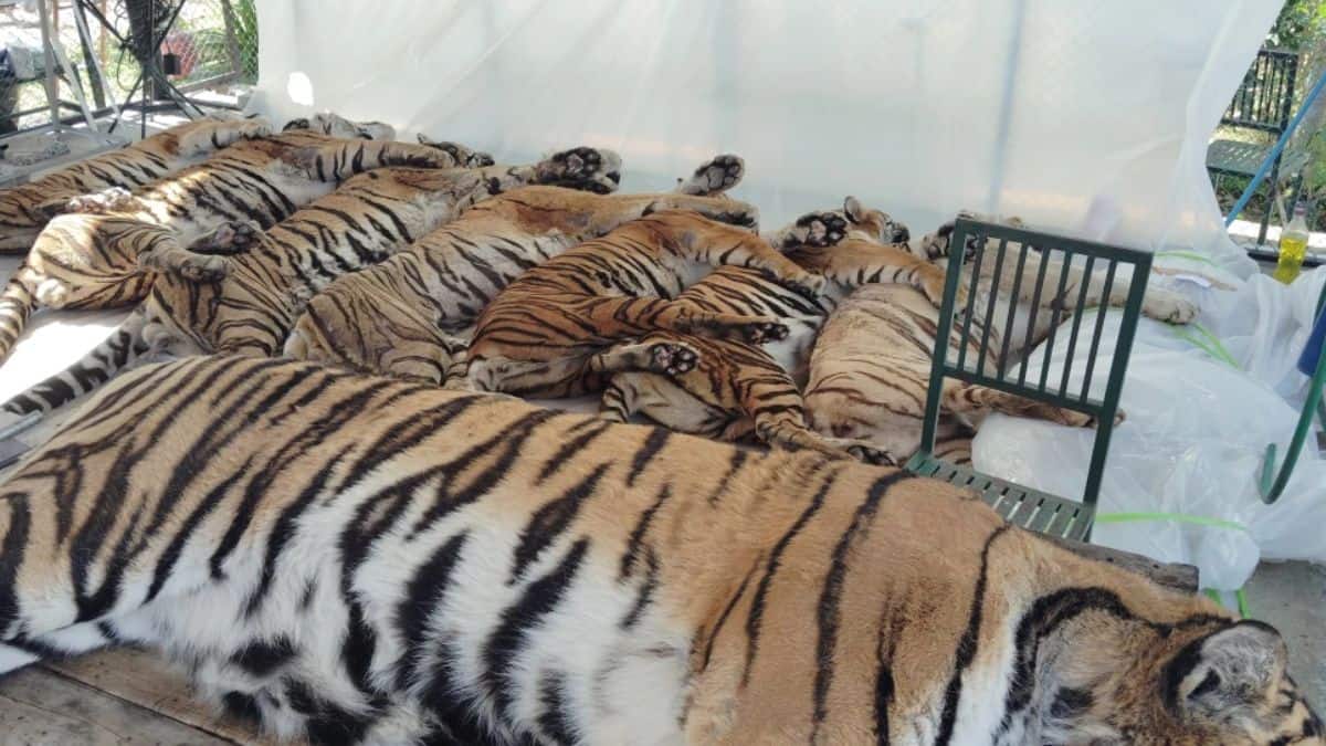 How did 72 tigers die in 2 weeks in a Thai tourist park? – Firstpost