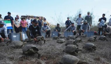 Galápagos park releases 158 juvenile hybrid tortoises on Floreana to restore the ecosystem - CTV News