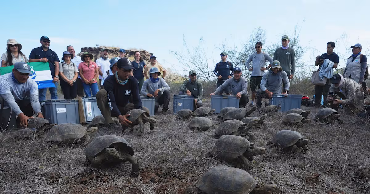 Galápagos park releases 158 juvenile hybrid tortoises on Floreana to restore the ecosystem - CTV News