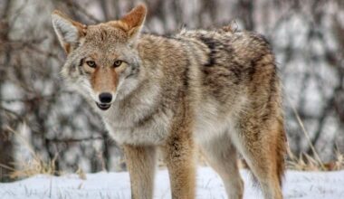 Coyote mating season prompts safety reminders in KW