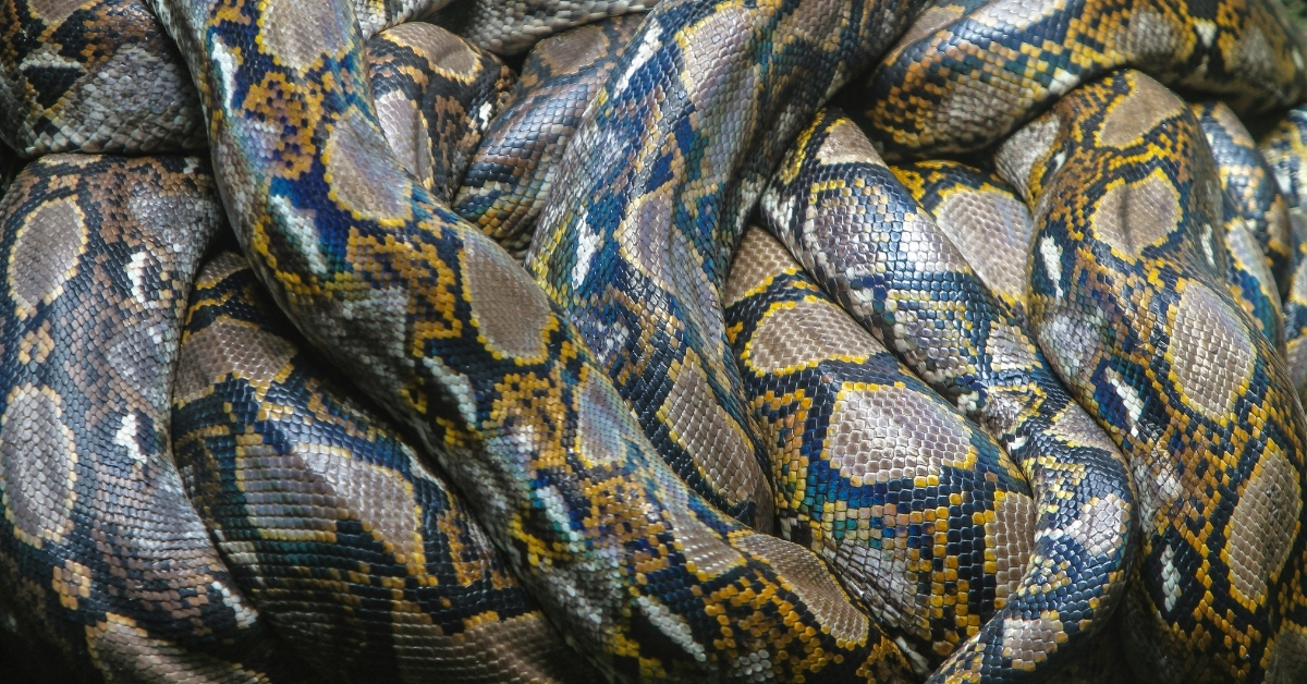 This Giant Python in Indonesia Is Officially the Longest Snake Ever Recorded