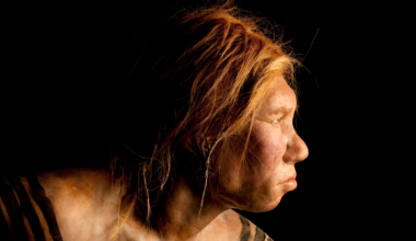reconstruction of a female Neanderthal looking off to the right