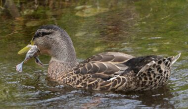 DoC fears mallard duck attacks on pūteketeke chicks could spread in South Island