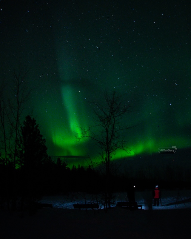 Beautiful Northern Lights dancing in the sky. Miss604 photo.