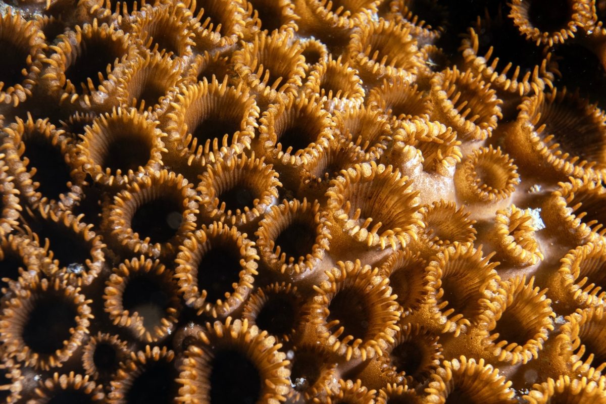 Zoantharians