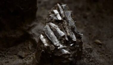 A Cluster Of Stone Blades Finally Surrenders The Secrets Of The Person Who Carried Them