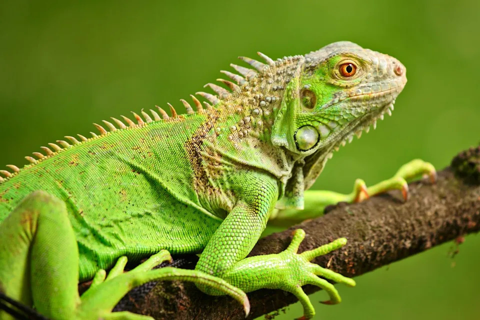 An iguana on a tree branch. Getty 