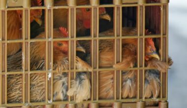 Bird flu confirmed at commercial poultry farm in Amherstburg