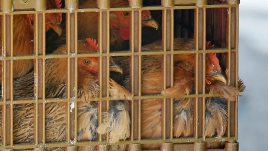 Bird flu confirmed at commercial poultry farm in Amherstburg