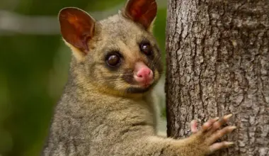 Brighter Side of News