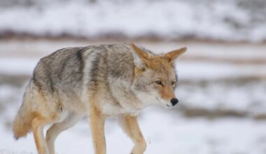 City issues warning about coyotes at Little Red River Park