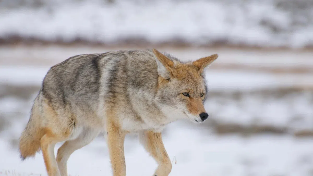 City issues warning about coyotes at Little Red River Park