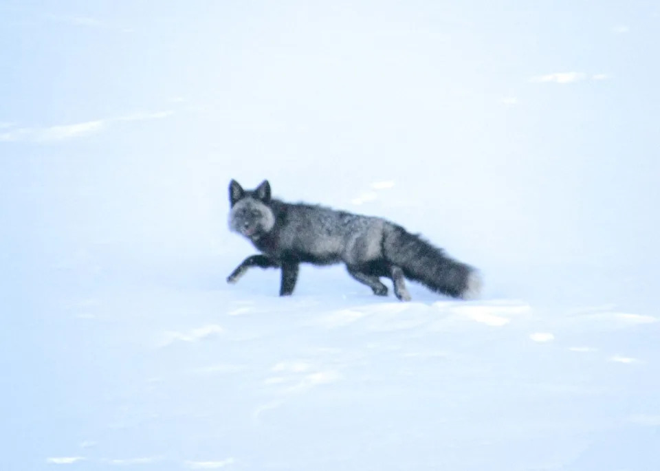 The Sierra Nevada red fox looks right into the camera. X/@CaliforniaDFW