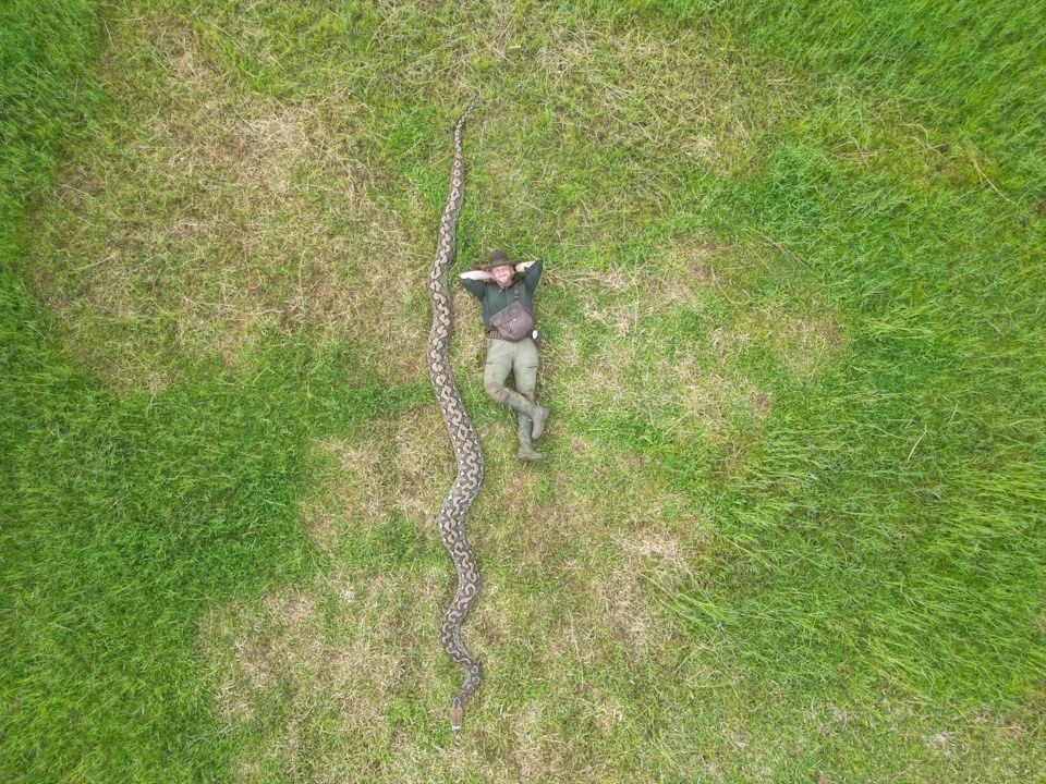 An aerial view of a man with a large snake for scale.