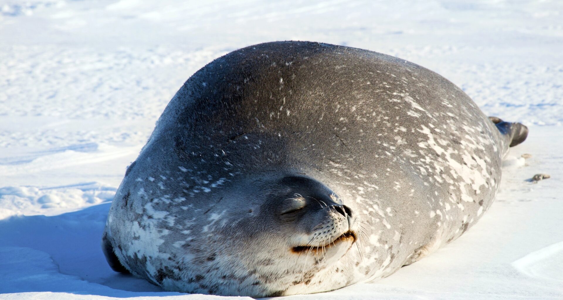Warming Arctic leaves ringed seals vulnerable to toxic buildup
