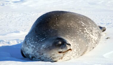 Warming Arctic leaves ringed seals vulnerable to toxic buildup