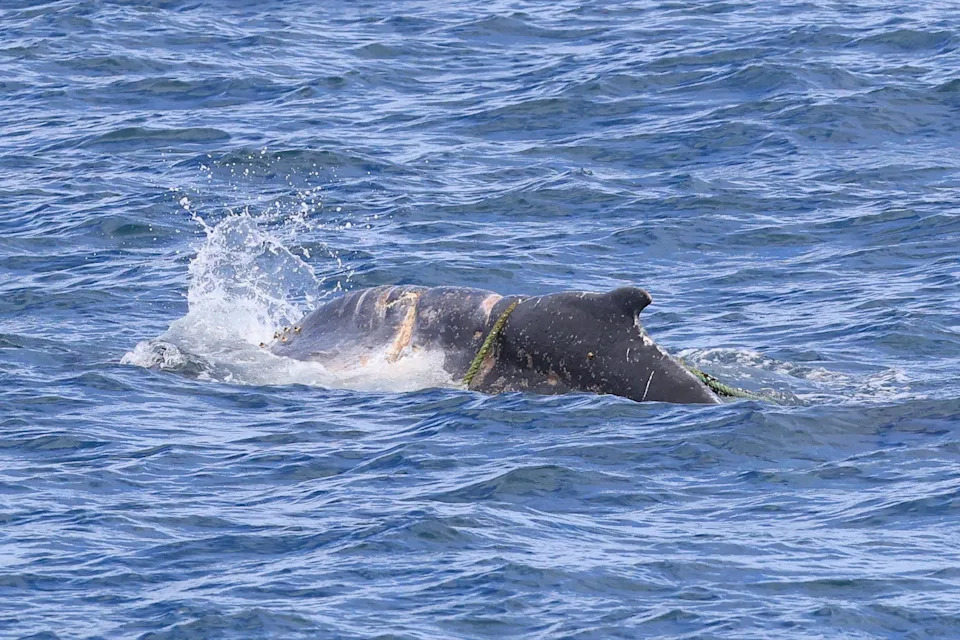 Deep lacerations can be seen in the whale's flesh.