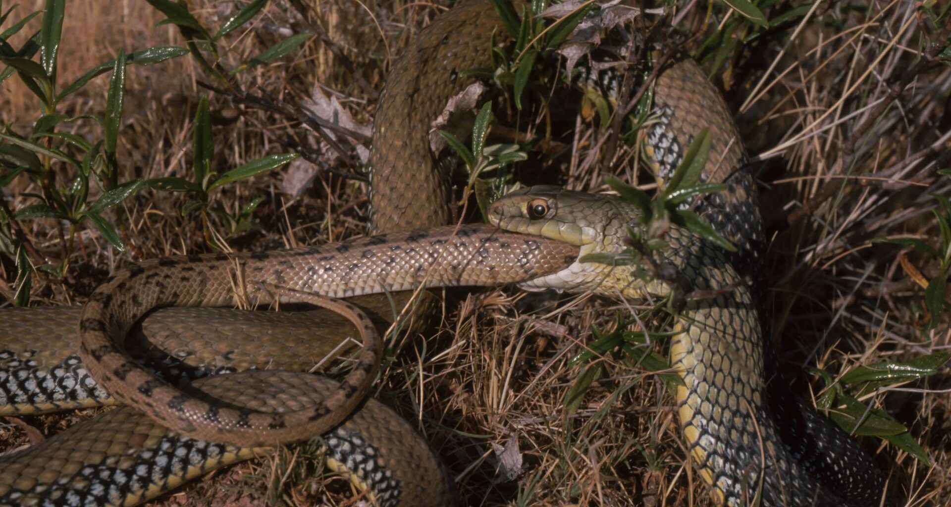 A green and yellow snake to the right of the image swallows a brown patterned snake, with only the smaller brown snake's tail visible poking out of the green snake's mouth. Both snakes are curled in the grass.
