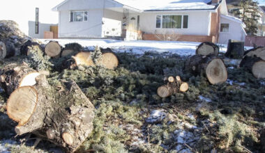Opinion: The quiet clearcut: Infill shouldn't cost Edmonton its trees and gardens