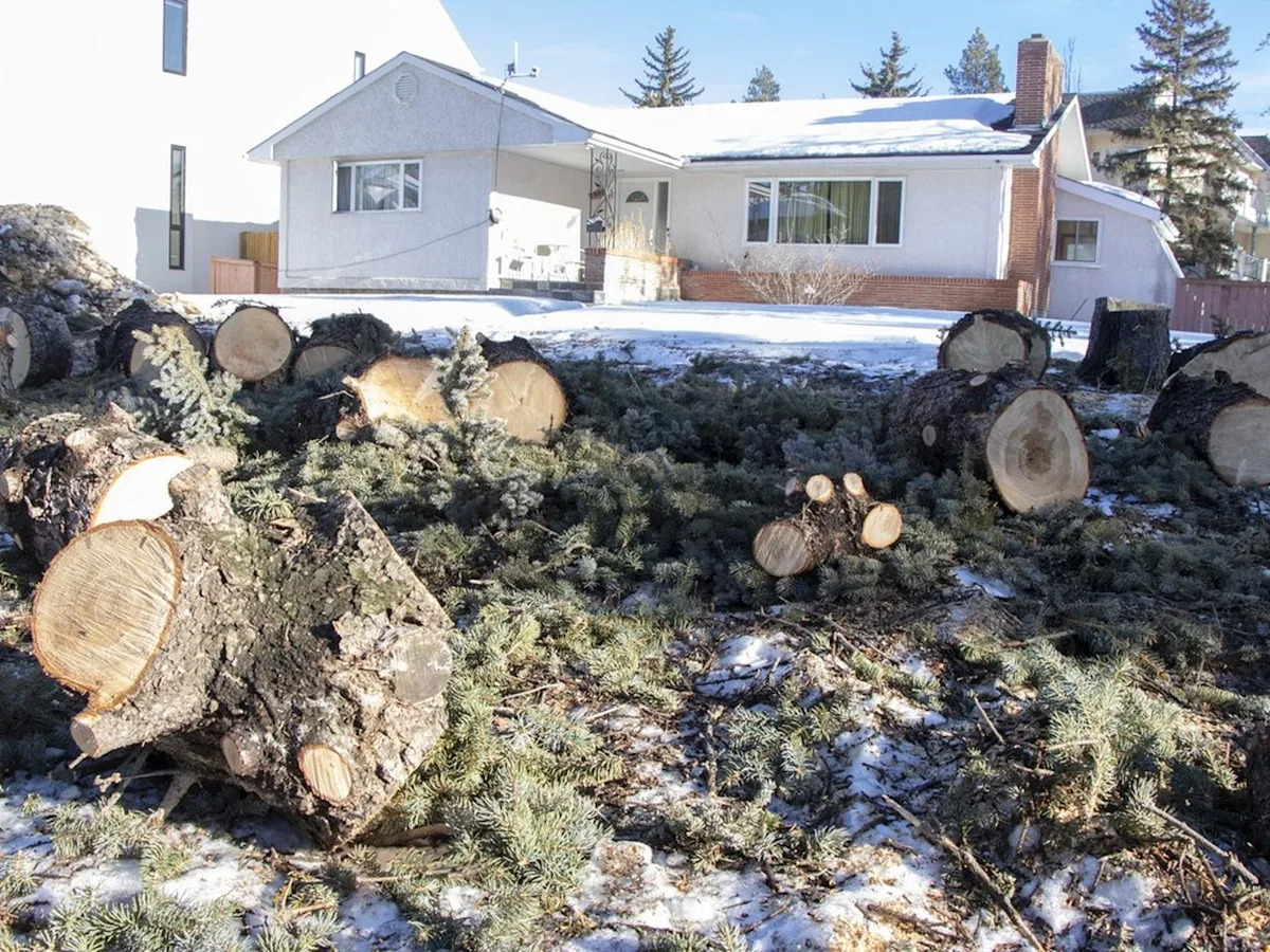 Opinion: The quiet clearcut: Infill shouldn't cost Edmonton its trees and gardens