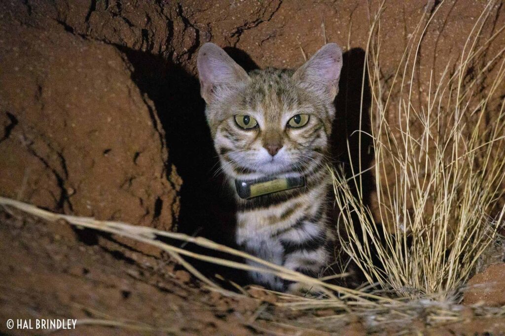 A cat peeking out from a burrow in the ground.