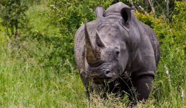 Black rhinocerous standing in field